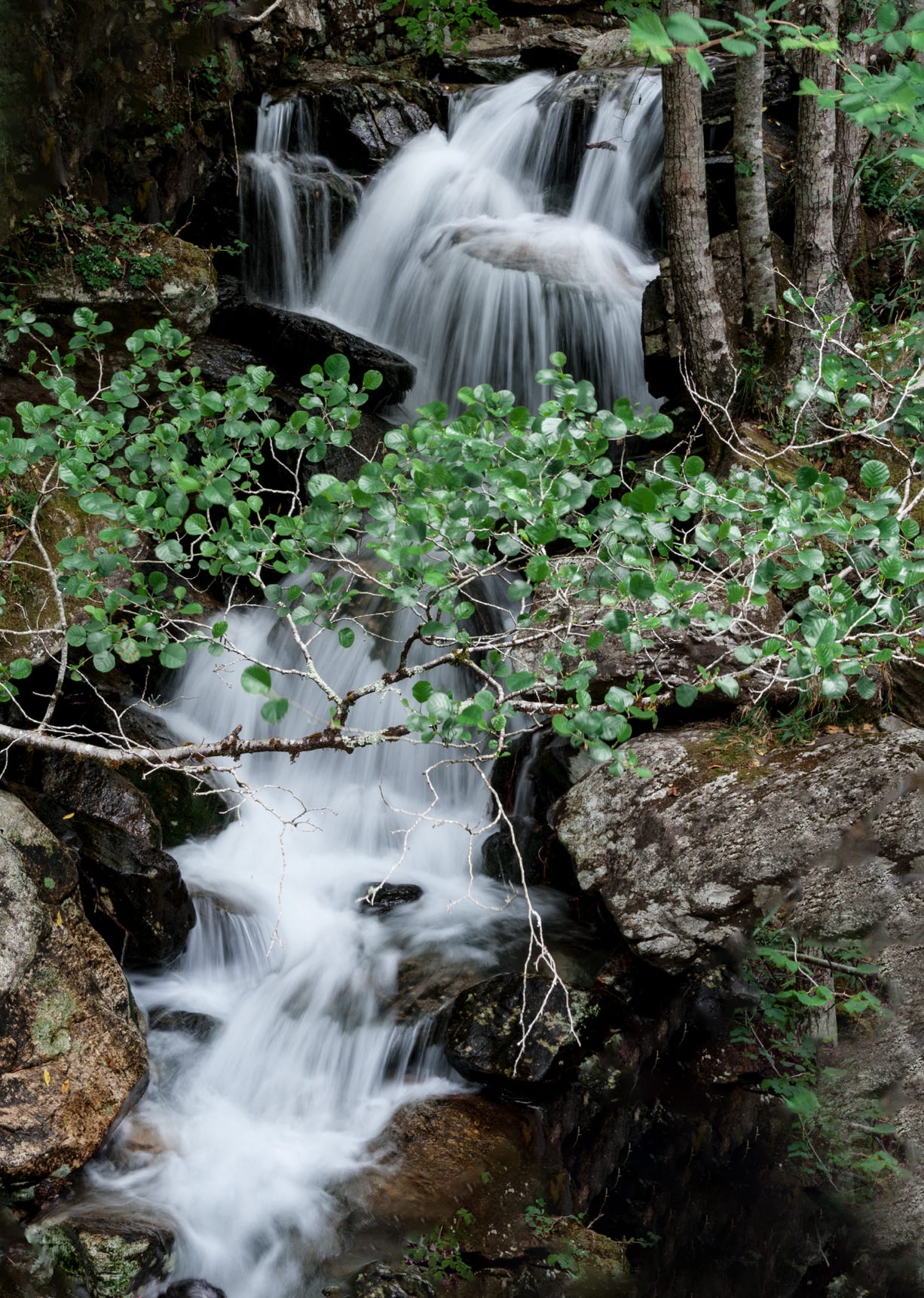 Fragas do Eume. El bosque atlántico de Europa