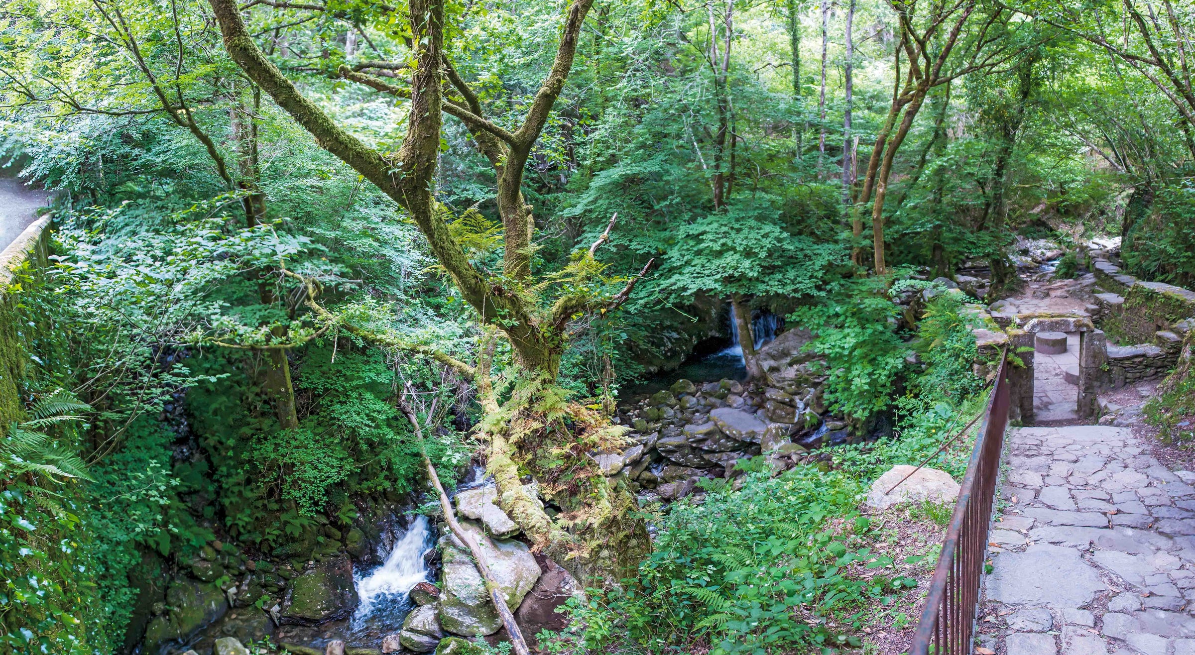 Fragas do Eume. El bosque atlántico de Europa