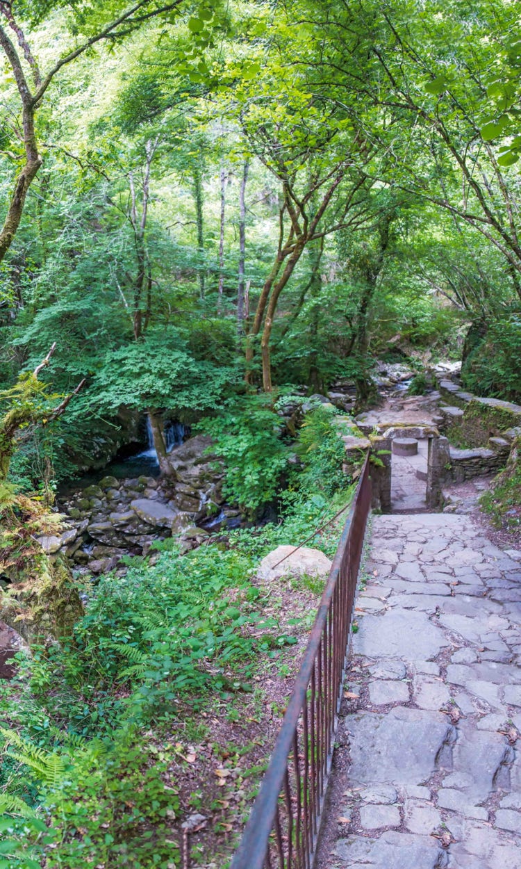 Fragas do Eume. El bosque atlántico de Europa